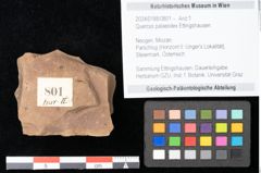 Foto (Objekt + Etikett) von Quercus palaeoilex Ettingshausen (NHMW-GEO-2024-0188-0801)